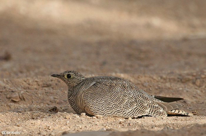   lichtensteins sandgrouse pterocles lichtensteinii          ,2009.: 